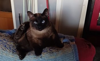 Clínica Veterinaria Espartales