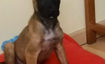 Clínica Veterinaria Cervantes 2