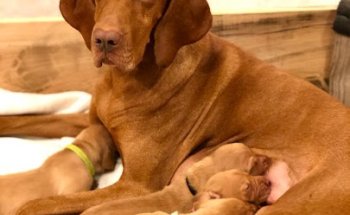 La Chopera Hospital Veterinario