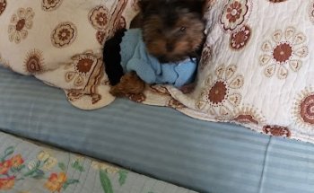 Alcobendas Clínica Veterinaria