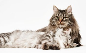 Centro Veterinario Iteca