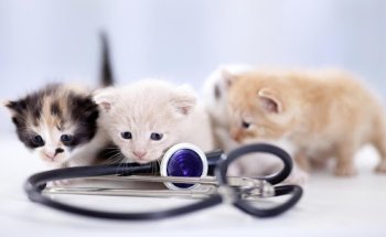 Veterinario Alcorcón