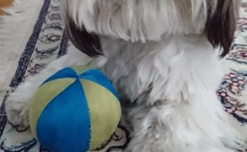 Centauro Veterinarios