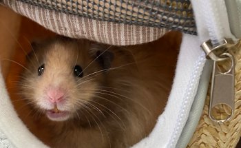 Clínica Veterinaria San García