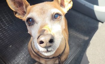 Clínica Veterinaria El Carretero