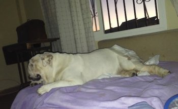 Clínica Veterinaria San Bernabé