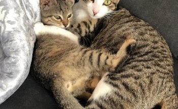 Las Flores Clinica Veterinaria