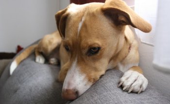 Clinica Veterinaria Boguel