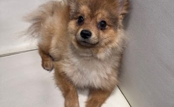 AniCura Canis I Felis Centre Veterinari