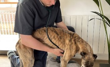 VETaDOM Veterinario a domicilio