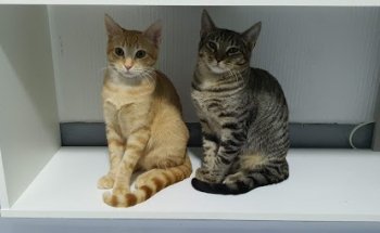 Centro veterinario Badavet