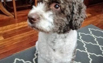 Clinica Veterinaria Baratzalde