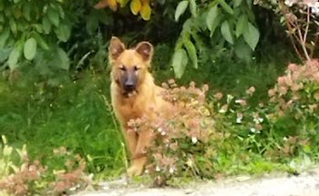 Clínica Veterinaria Rontegi