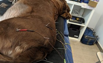 QuiroAcuVet (Quirovet)