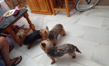 Centro Veterinario La Ronda