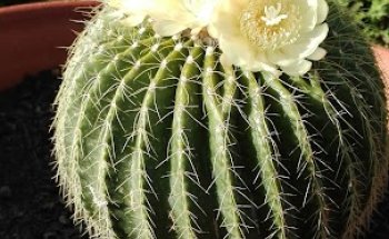 Clinica Veterinaria medicAnimal