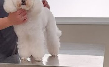 David da Rocha Veterinario