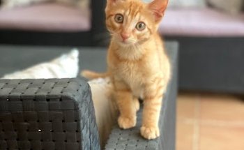 Clínica Veterinaria La Motilla