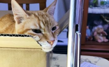 Clínica Veterinaria Gat i Gos Elche