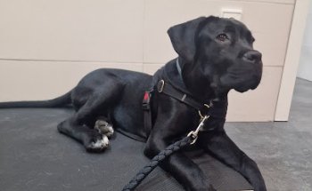 Clínica Veterinaria Fauna