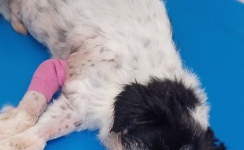 Clínica Veterinaria El Gato Azul