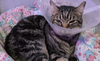 Clínica Veterinaria Linneo