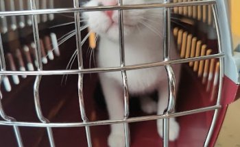 Centro Veterinario Mediterráneo