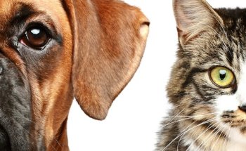 Natura Veterinaria Medicina Holística