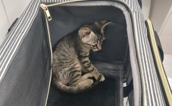 Vidanimal Clínica Veterinaria