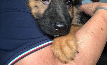 Clínica Veterinaria San Esteban