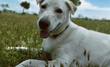 Centro Veterinario la Serna