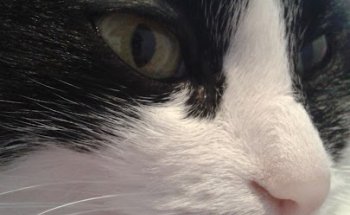 Clínica Veterinaria Panda