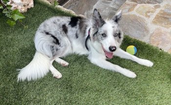 Clínica Veterinaria Europa