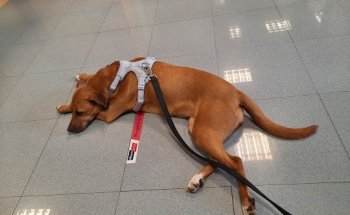 CLINICA VETERINARIA WECAN GETAFE CENTRO