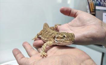 Clínica Veterinaria La Paz