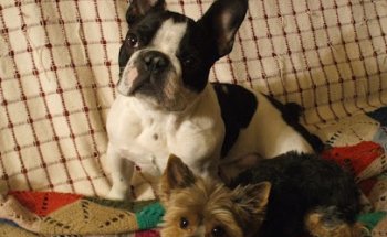 Clínica Veterinaria Don Félix