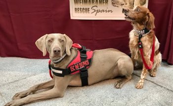 Buenavista Veterinarios S.L.