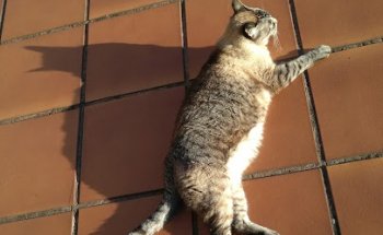 Medicina Veterinaria María Muñiz Galarza