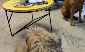 Hospital Veterinario Asturias