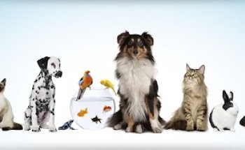 Clínica Veterinaria La Calzada