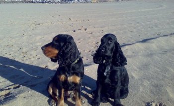 Centro Veterinario San Esteban