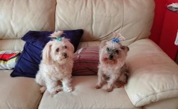 Clínica Veterinaria Madre De Dios