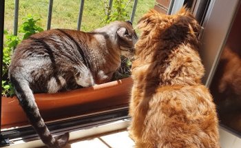 Centro Veterinario Chapín