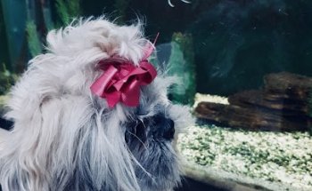 CLINICA VETERINARIA SANTO DOMINGO