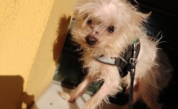 Samovet Consultorio Veterinario