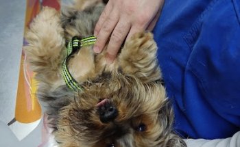 Guadalvet Veterinarios