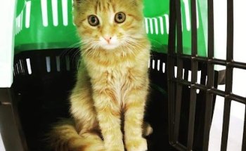 Clínica Veterinaria Ávila Jerez - El Cuco