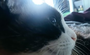 Centro Veterinario Babieca