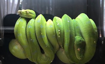 VetExotics Clínica Veterinaria