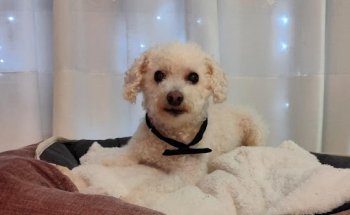 Clínica Veterinària Llobregat